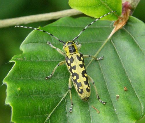 Réf. 103 510 : Saperda scalaris