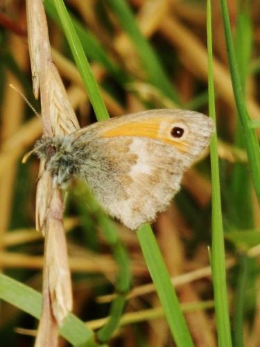 Réf. 103 703 : Coenonympha pamphilus