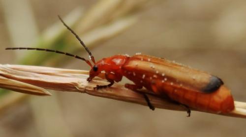 Réf. 103 546 : Rhagonycha fulva
