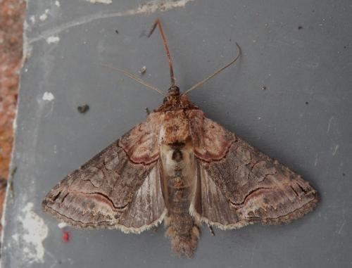 Abrostola triplasia