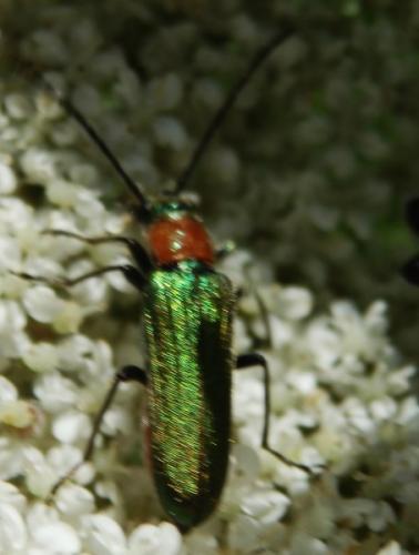 Réf. 103 758 : Anogcodes seladonius