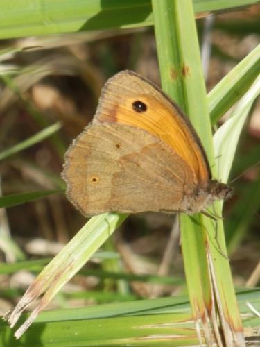 Réf. 103 704 : Maniola jurtina