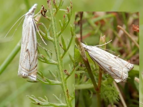 Réf. 103 936 : Crambus lathoniellus