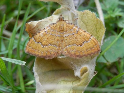 Réf. 103 763 : Camptogramma bilineata