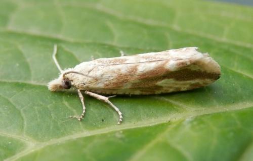 Thiodia citrana