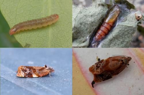 Réf. 103 850 : Ditula angustiorana