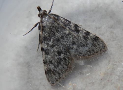 Réf. 103 925 : Aglossa pinguinalis