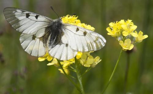 Parnassius mnemosyne