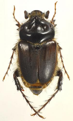 Pachypus melonii