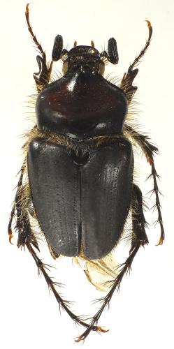 Réf. 103 180 : Pachypus sardiniensis