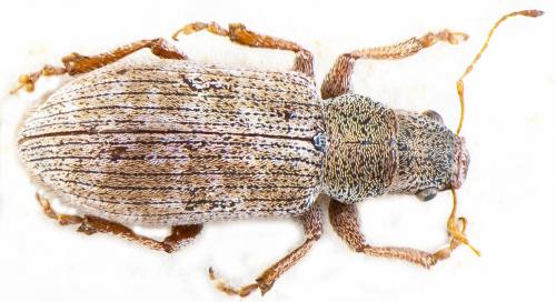 Réf. 103 947 : Pachyrhinus squamosus