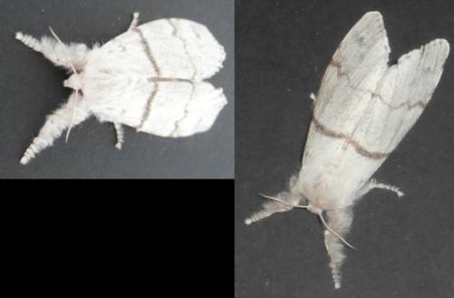 Calliteara pudibunda