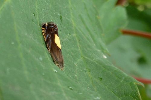 Réf. 103 453 : Pammene regiana
