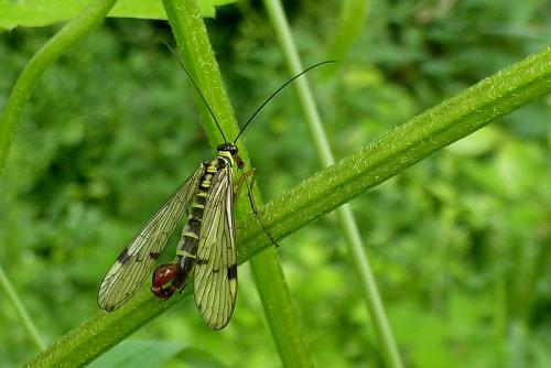 Panorpa communis
