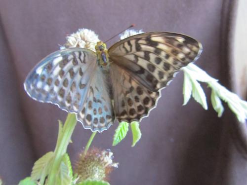 Argynnis paphia