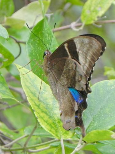 Réf. 103 521 : Papilio montrouzieri