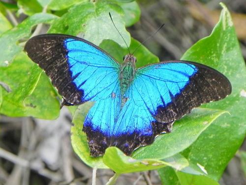 Réf. 103 522 : Papilio montrouzieri