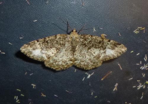 Parectropis similaria
