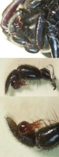 Atypus piceus