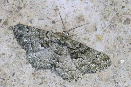 Réf. 103 156 : Peribatodes ilicaria