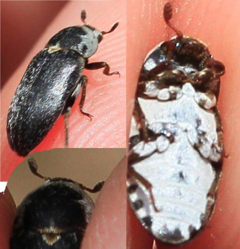 Réf. 103 292 : Dermestes frischii