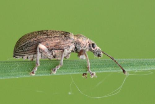 Réf. 103 517 : Phyllobius pyri