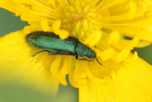 Réf. 103 596 : Psilothrix viridicoerulea
