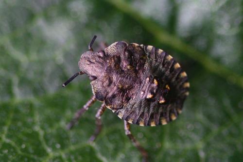 Réf. 103 008 : Pentatoma rufipes