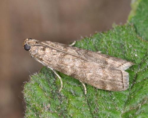 Réf. 103 551 : Dioryctria sp.