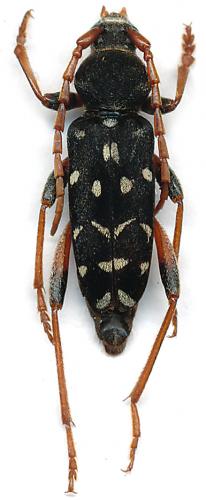 Réf. 103 851 : Plagionotus arcuatus multiinterruptus
