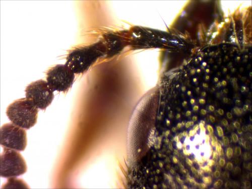 Platydracus chalcocephalus