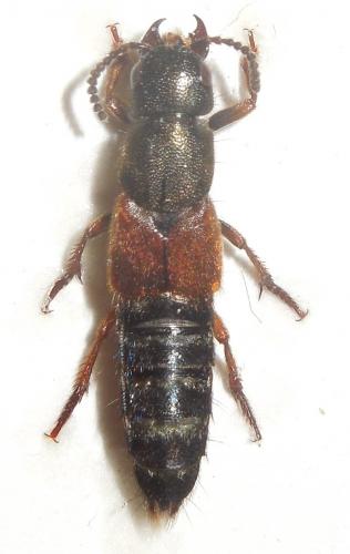 Platydracus chalcocephalus