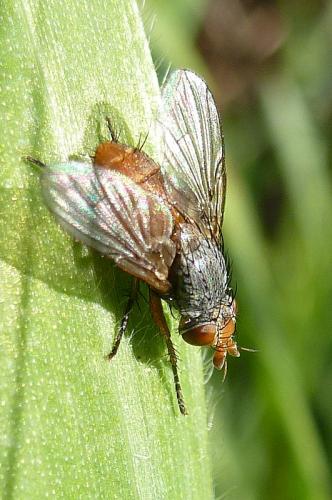 Réf. 103 162 : Siphona sp.