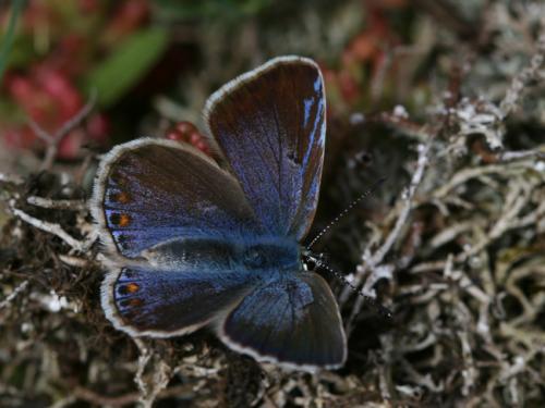Réf. 103 168 : Polyommatus sp.
