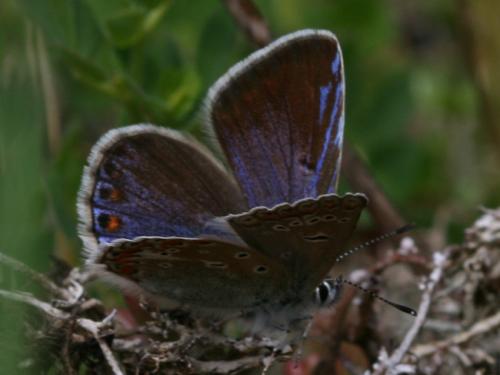 Polyommatus sp.