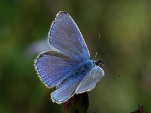 Polyommatus icarus
