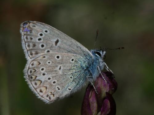 Polyommatus icarus