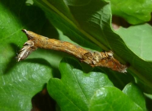 Selenia dentaria