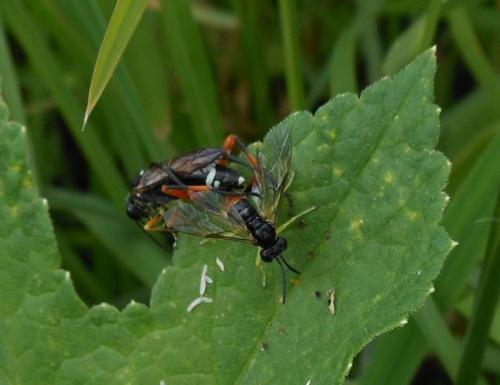 Réf. 103 270 : Macrophya rufipes
