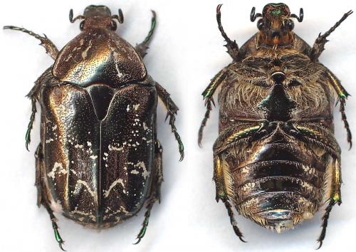 Potosia caucasica