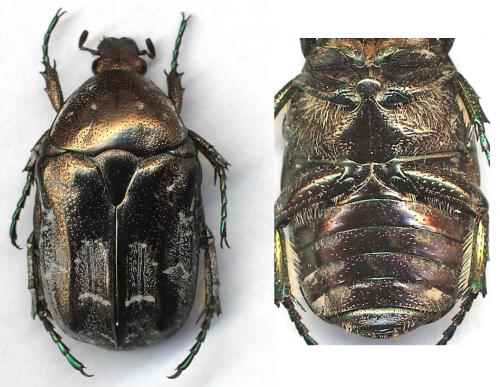 Potosia caucasica