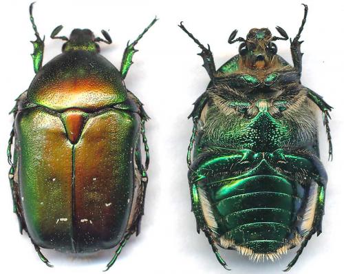 Réf. 103 137 : Protaetia ungarica