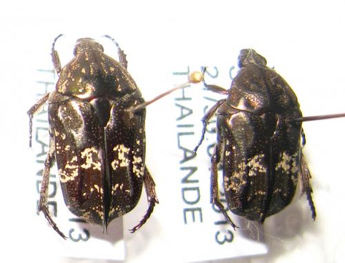 Réf. 103 303 : Protaetia acuminata
