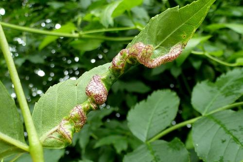 Psyllopsis (fraxini)