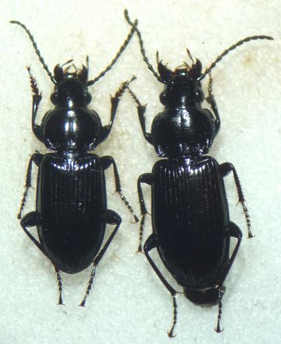 Réf. 103 187 : Pterostichus rhaeticus