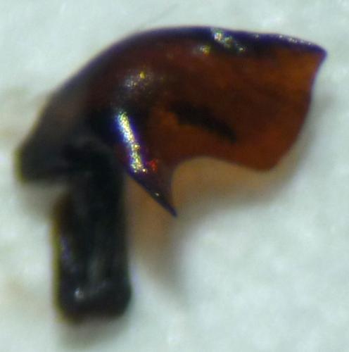 Pterostichus rhaeticus