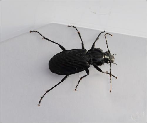 Pterostichus niger