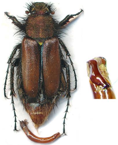 Réf. 103 312 : Pygopleurus transcaucasicus