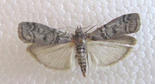 Dioryctria mendacella