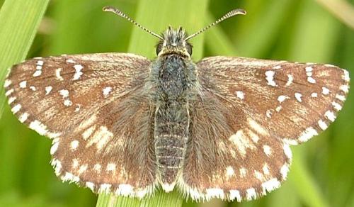 Réf. 103 678 : Pyrgus sp.